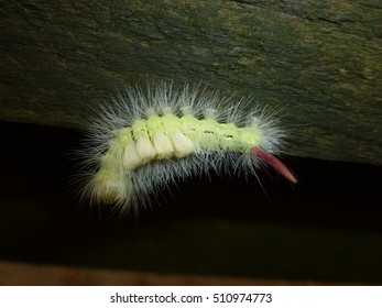 Pale Tussock Moth Caterpillar