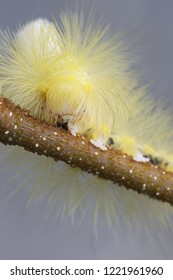 Pale Tussock Moth Caterpillar, Calliteara Pudibunda