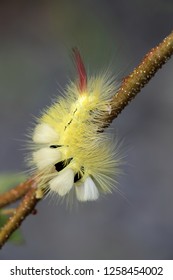 Pale Tussock Moth Caterpillar, Calliteara Pudibunda