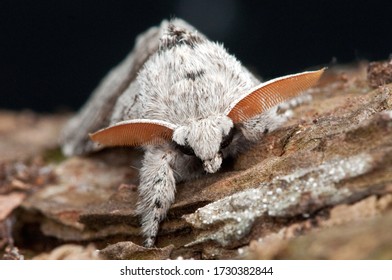 Pale Tussock Moth On  Tree Bark