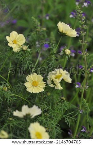 Pale yellow cosmea (Cosmos bipinnatus) Xanthos blooms on an exhibition in May