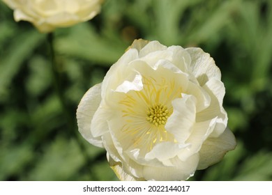 Pale yellow hybrid globeflower, Trollius x cultorum variety Alabaster, flower in close up with a background of blurred leaves and flowers. - Shutterstock ID 2022144017