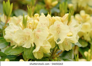 Pale Yellow Rhododendron - Azalea