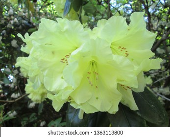 Pale Yellow Rhododendron At VanDusen Botanical Garden, Vancouver