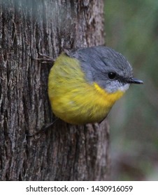 Pale Yellow Robin in Queensland Australia