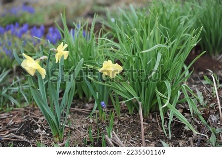 Pale yellow with white cups Large-Cupped daffodils (Narcissus) Avalon bloom in a garden in April