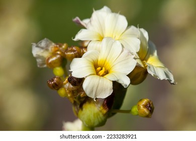 Pale yellow-eyed grass, pale yellow-eyed-grass (Sisyrinchium striatum) - Shutterstock ID 2233283921