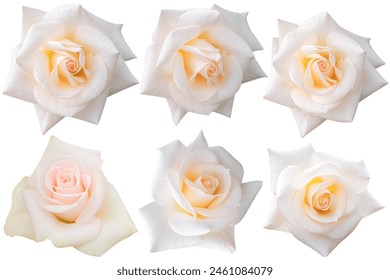 pale yellowish white roses are blooming isolated on the white background.Photo with clipping path. - Powered by Shutterstock