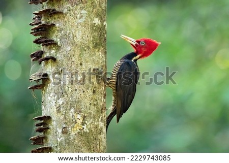 Pale-billed woodpecker (Campephilus guatemalensis) is a very large woodpecker that is a resident breeding bird from northern Mexico to western Panama. 