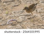 Pale-breasted Thrush (Turdus leucomelas) trying to prey on a Worm Lizard (Amphisbaena sp.)