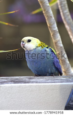 Paleface rosella  in tropical Queensland