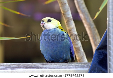 Paleface rosella  in tropical Queensland