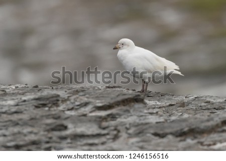Paleface Sheathbill (Isolated) standing on Rocky ledge in the Falkland Islands.