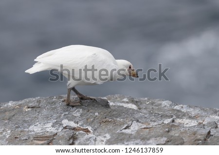 Paleface Sheathbill (isolated white bird) standing on rocky ledge in the Falkland Islands. 