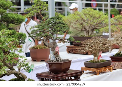 Palembang, Sumatera selatan. INDONESIA -04 ‎December ‎2021 : Small bonsai tree display for public in OPI Mall Palembang, Sumatera selatan. INDONESIA. Planted in small pots. 