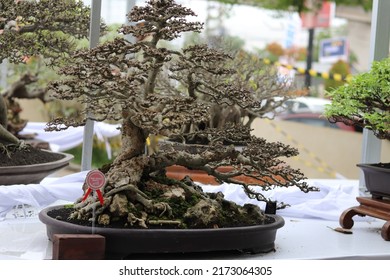 Palembang, Sumatera selatan. INDONESIA -04 ‎December ‎2021 : Small bonsai tree display for public in OPI Mall Palembang, Sumatera selatan. INDONESIA. Planted in small pots. 