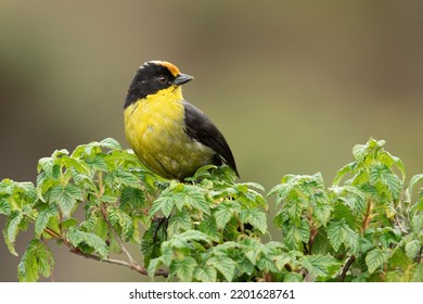 Pale-naped Brushfinch (Atlapetes Pallidinucha) Is A Species Of Bird In The Family Passerellidae. Taken In Colombia