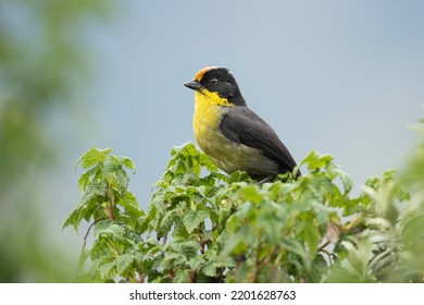 Pale-naped Brushfinch (Atlapetes Pallidinucha) Is A Species Of Bird In The Family Passerellidae. Taken In Colombia