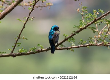 Palestine Sunbird Cinnyris Osea Preening Feathers Stock Photo ...