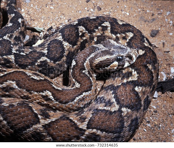 Palestine Viper Vipera Palaestinae Powerful Poisonous Stock Photo (Edit ...