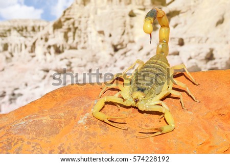 Palestine yellow scorpion or Deathstalker, Leiurus quinquestriatus on red sand stone with mountain of colored stony desert landscape in soft background. Close up