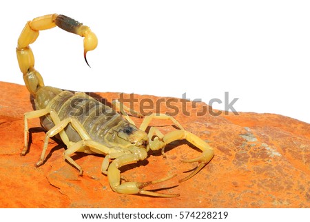 Palestine yellow scorpion or Deathstalker, Leiurus quinquestriatus on red sand stone. Close up