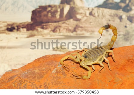 Palestine yellow scorpion or Deathstalker, Leiurus quinquestriatus on red sand stone with mountain of colored stony desert landscape in soft background. Close up