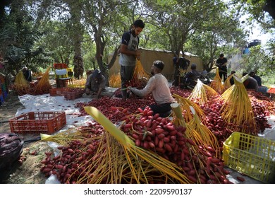 Palestinian Farmers Harvest Balah Dates Palm Stock Photo 2209590137 ...