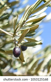 Palestinian Olive Trees From Areas Surrounding Ramallah, Palestine. 