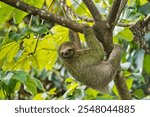 Pale-throated Sloth, Bradypus tridactylus, Three-toed Sloth, Tropical Rainforest, Marino Ballena National Park, Uvita de Osa, Puntarenas, Costa Rica, Central America, America