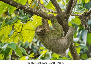 Pale-throated Sloth, Bradypus tridactylus, Three-toed Sloth, Tropical Rainforest, Marino Ballena National Park, Uvita de Osa, Puntarenas, Costa Rica, Central America, America