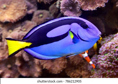 Dory Images, Stock Photos & Vectors | Shutterstock