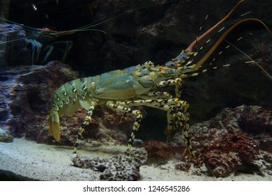 Palinuridae Lobster Big Prawn Swimming In Water 