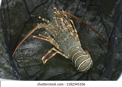 Palinuridae, Painted Spiny Lobster