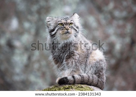 Pallas Cat images. From the rugged terrains of Central Asia, these wild cats symbolize the untamed spirit of the continent.