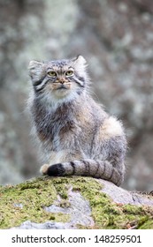 Pallas Cat, Or Manul, Lives In The Cold And Arid Steppes Of Central Asia. Winter Temperatures Can Drop To 50 Degrees Below Zero.