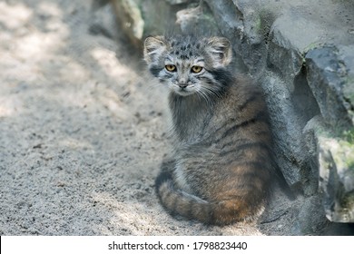 1,527 Manul Images, Stock Photos & Vectors | Shutterstock