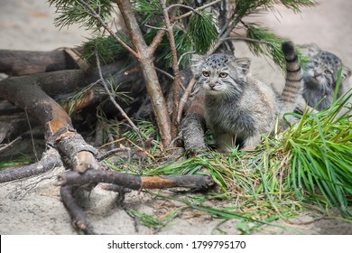 2 000 Steppe Cat Images Stock Photos Vectors Shutterstock