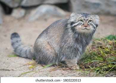 1,527 Manul Images, Stock Photos & Vectors | Shutterstock