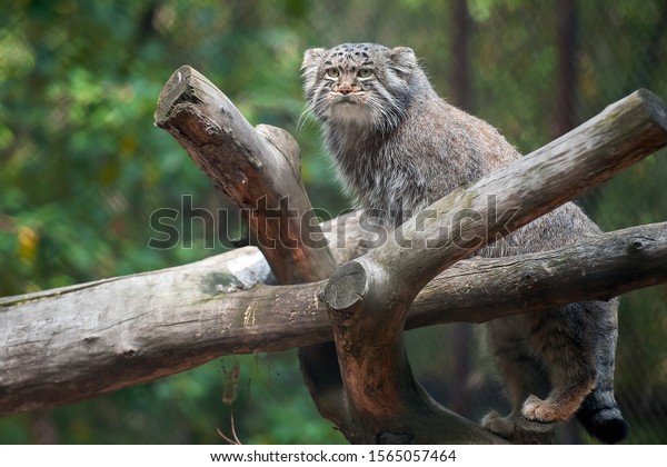 Family Silvery Gibbons Hylobates Moloch Newborn Stock Photo Shutterstock