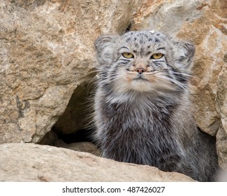 Kucing Pallas: Gambar, Foto u0026 Vektor Stok  Shutterstock