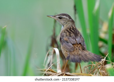 Pallas's grasshopper (Helopsaltes certhiola) or rusty-rumped warbler, small bird with spotted feathers while searching for food