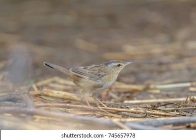 Pallas's Grasshopper Warbler On Ground At Nam Kham Nature Reserve Chiangrai Thailand