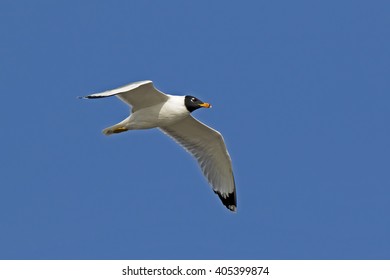 Pallas's Gull (Ichthyaetus Ichthyaetus) Jaffna Peninsula, Sri Lanka