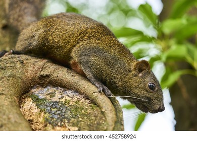 Pallas's Squirrel