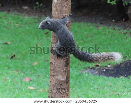 Pallas's squirrel, The fur on the body is gray. perched on the tree.