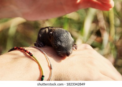 Pallas's Squirrel Pup Hold In Hands. The Cub Fell Out Of The Nest. Thailand