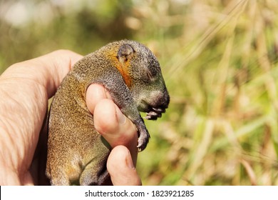 Pallas's Squirrel Pup Hold In Hands. The Cub Fell Out Of The Nest. Thailand