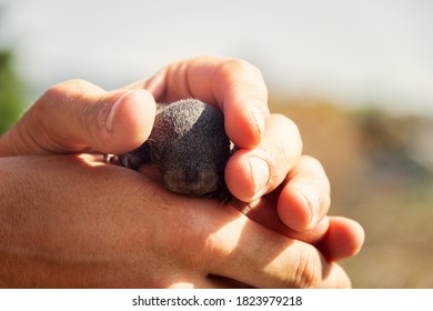 Pallas's Squirrel Pup Hold In Hands. The Cub Fell Out Of The Nest. Thailand