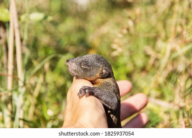 Pallas's Squirrel Pup Hold In Hands. The Cub Fell Out Of The Nest. Thailand